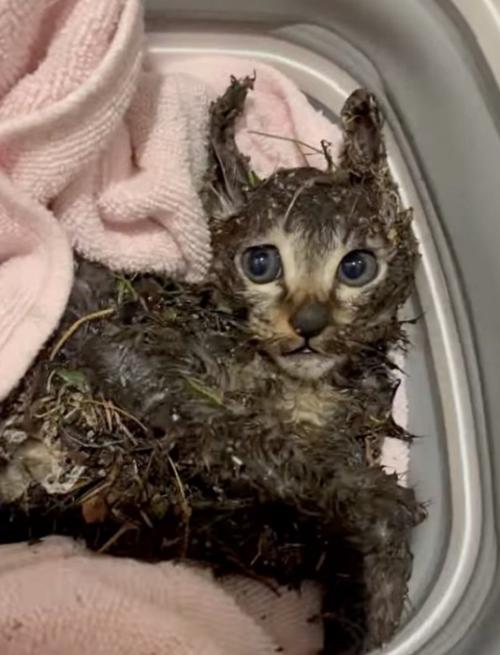 全身がベトベトの子猫