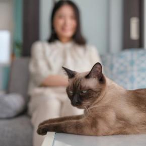 猫が不快に感じる『機嫌の取り方』3つ　嫌われてしまう理由や上手な接し方まで
