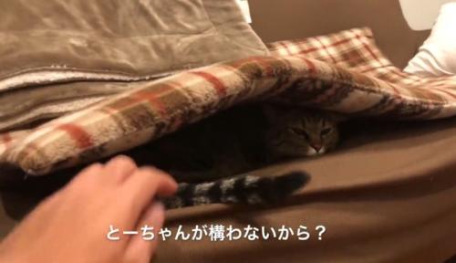 ソファの座布団の下に潜り込んでいる猫