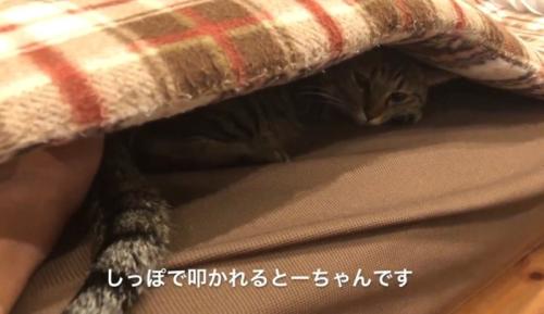 ソファの座布団の下に潜り込んでいる猫