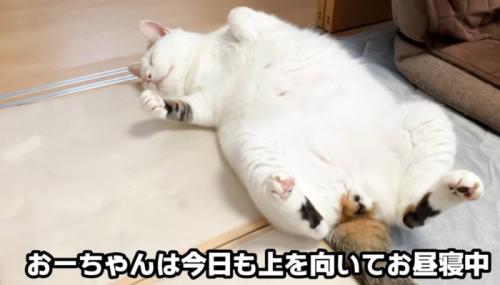 仰向けな猫(おーちゃんは今日も上を向いてお昼寝中)
