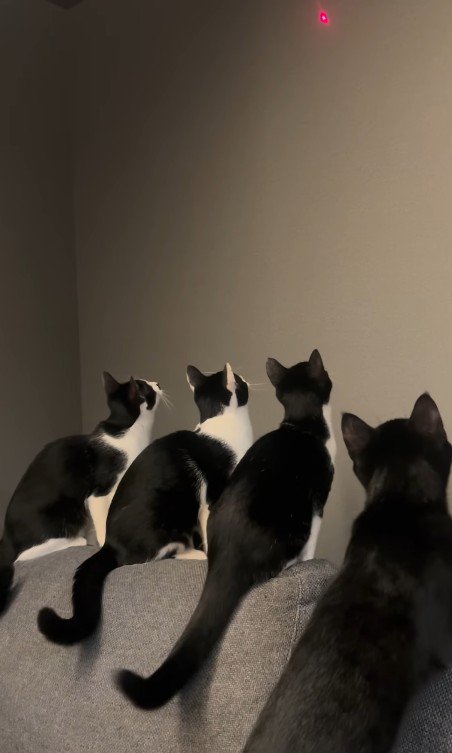 壁を見ている4匹の猫
