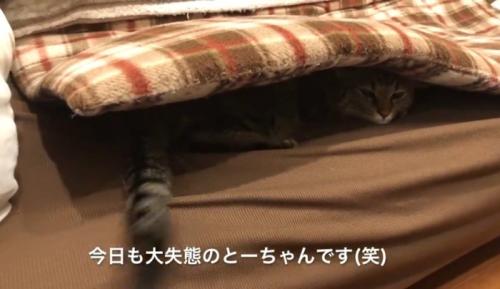 ソファの座布団の下に潜り込んでいる猫