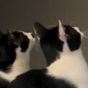 『おもちゃに夢中な2匹の猫』→他の猫も集まってきて…たまらなく可愛らしい様子が19万再生「すごい反応w」「ハチワレ天国すぎる」