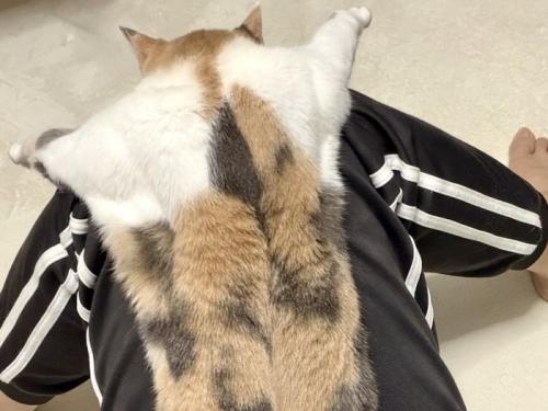 飼い主の膝から頭と腕が落ちている三毛猫の様子