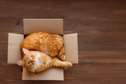 箱の中でくつろぐ猫
