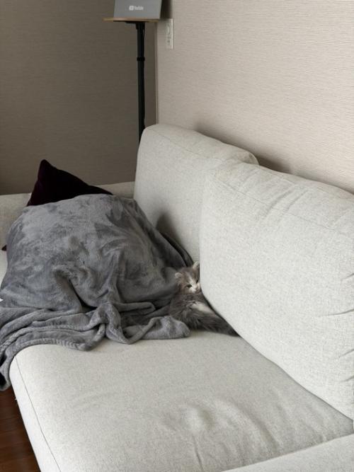 ソファの上の猫