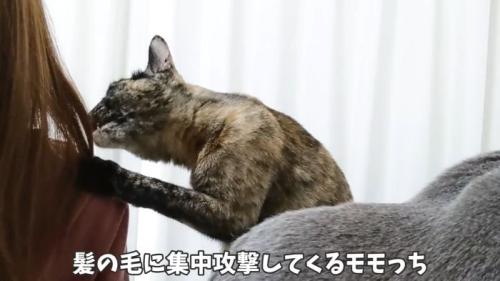 髪の毛をはむはむ