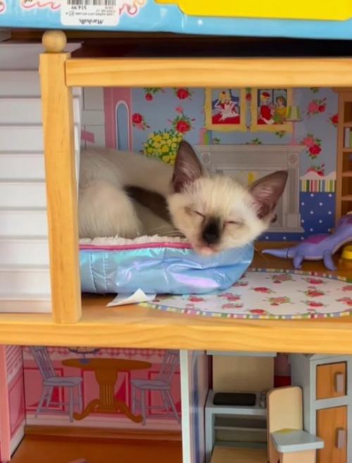 ドールハウスの中で眠る子猫