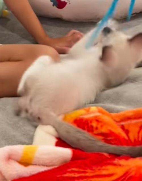猫じゃらしを前足で掴む子猫