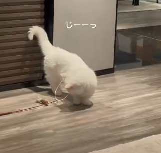 おもちゃを見つめる猫