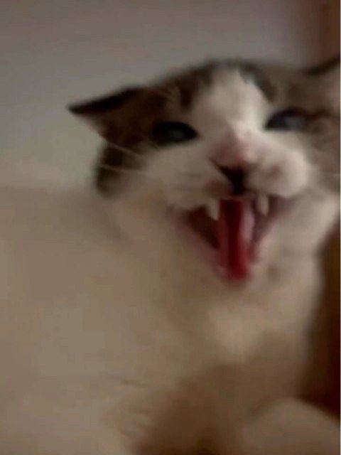 威嚇する猫の顔