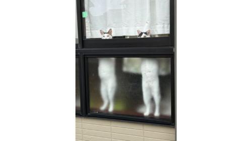 窓際にいる猫