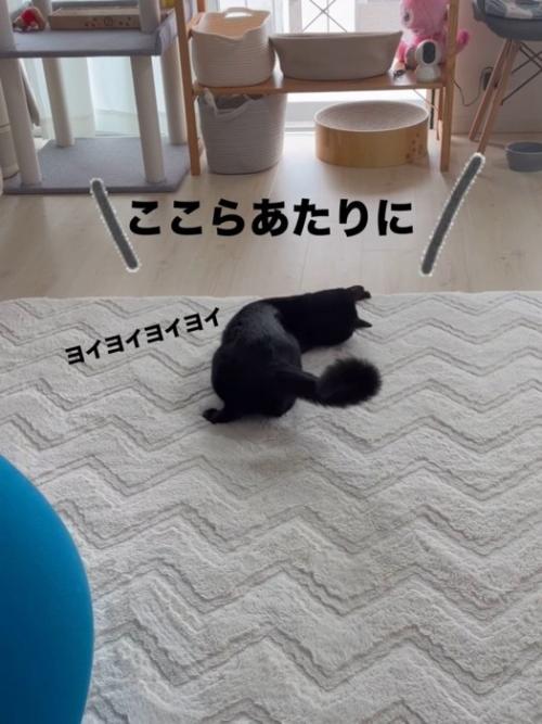 カメラにお尻を向けて寝そべる猫