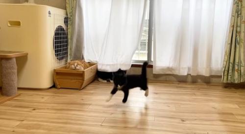 寝ている茶トラ猫と飛び上がる白黒猫