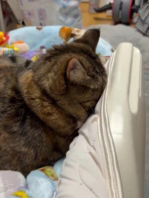 顔を隠す猫のアップ