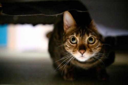 物陰に隠れる猫