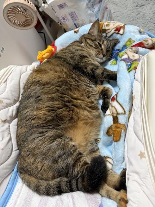 横になる猫
