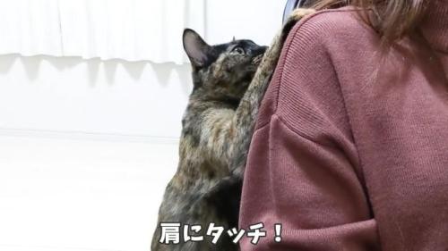 肩にタッチするももちゃん