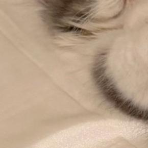 家に来て『23日目の子猫』→眠っているところを見ると…「にゃんて格好ｗ」まさかの寝姿に「くつろぎすぎｗ」「人間みたい」と82万表示