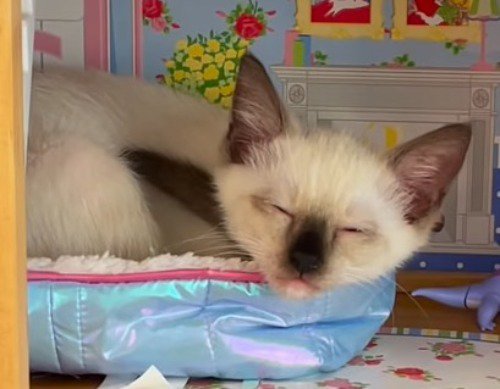 ドールハウスの中で眠る子猫の顔