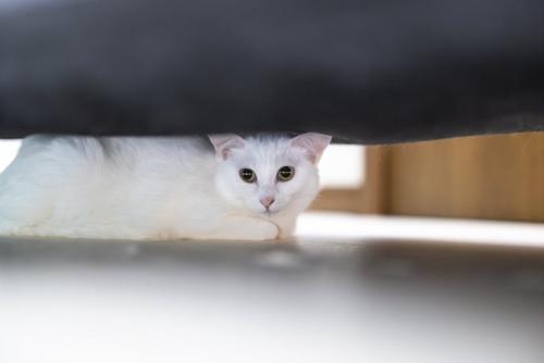 ソファ下に隠れる猫