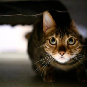 猫が『亡くなる直前』に身を隠したがる理由5つ　考えられる心理や飼い主が取るべき対応まで
