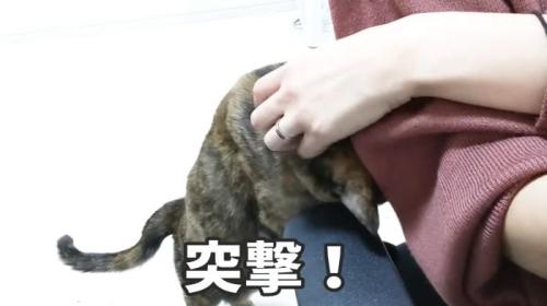 突撃するももちゃん