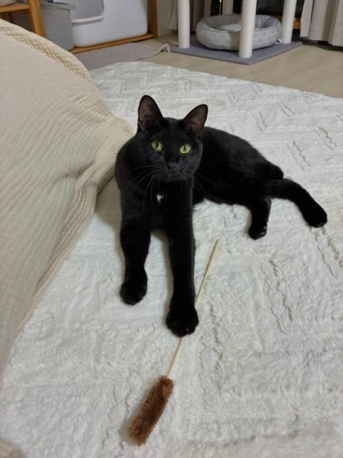 猫じゃらしを前足で押さえている猫