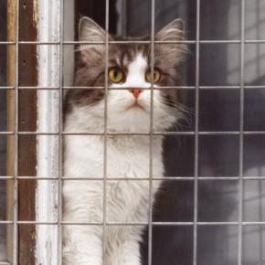 猫との暮らしで起こりうる『思わぬ事故』5選　油断できないリスクから予防策までご紹介
