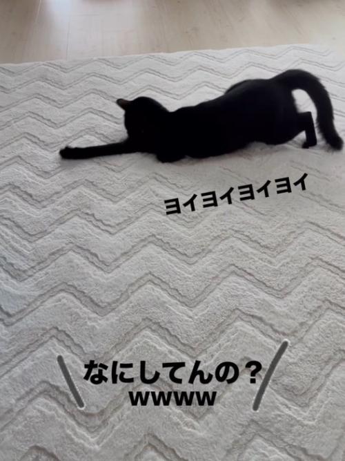 前足を伸ばす猫
