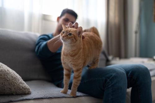 頭をなでられる猫