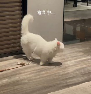 辺りを見回す猫