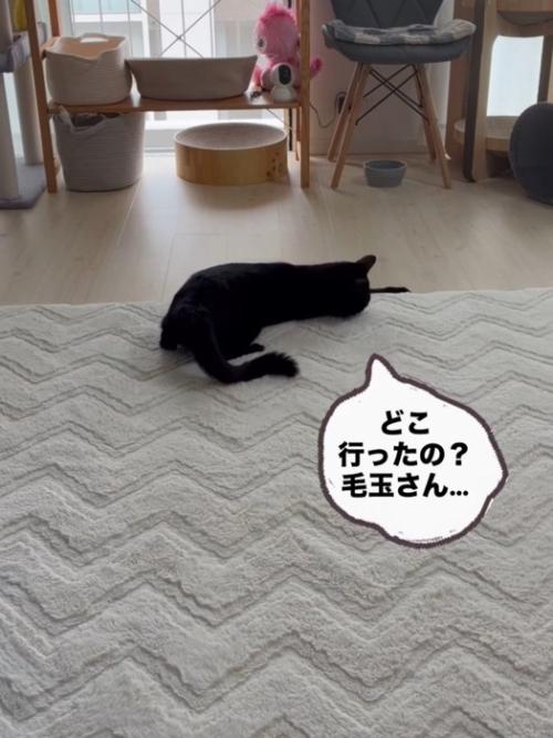 寝そべってカーペットの下を気にする猫