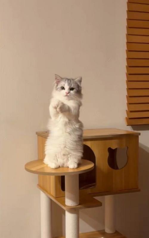 キャットタワーの上で立ち上がって前足を合わせる猫