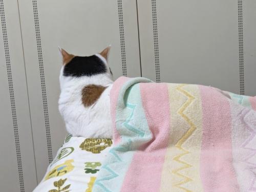 タオルケットをかけた猫