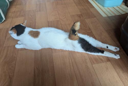 後ろ足を伸ばして腹ばいになる猫