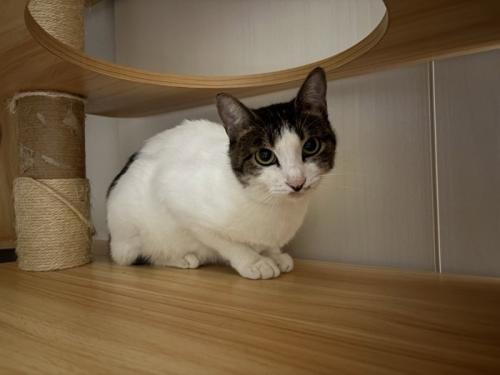 キャットタワーで座る猫