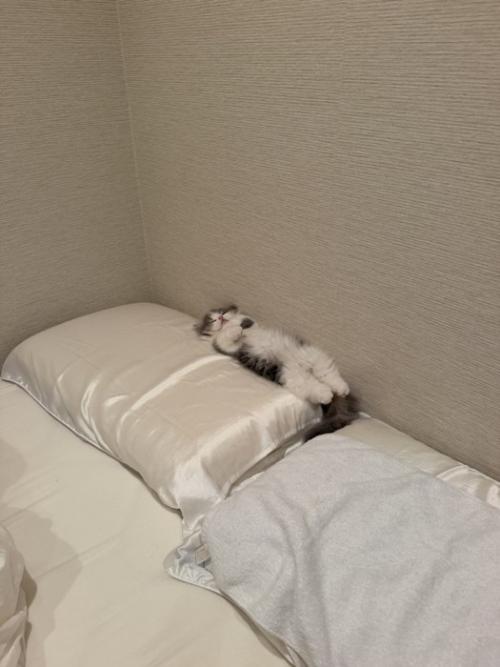 仰向けで寝る猫