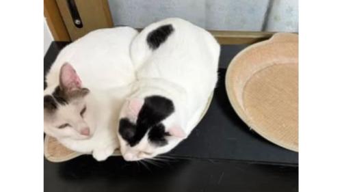 室内にいる猫