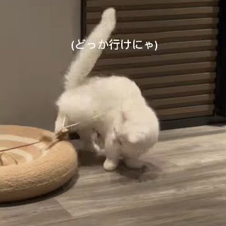 ベッドから降りる猫