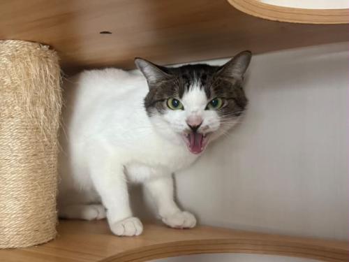 キャットタワーで威嚇する猫