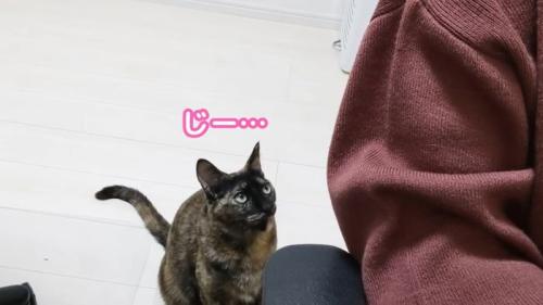 見つめるももちゃん