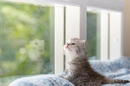 外を眺める子猫