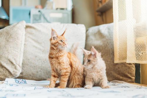 並んで座る2匹の子猫
