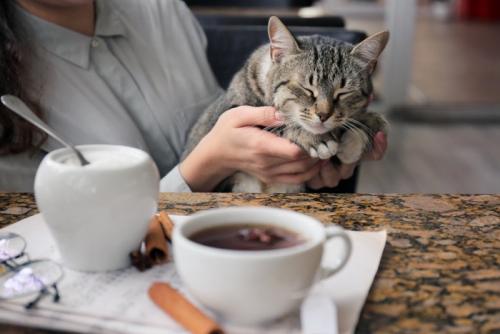 保護猫カフェの常連