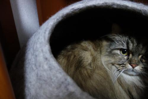ドームに隠れる猫
