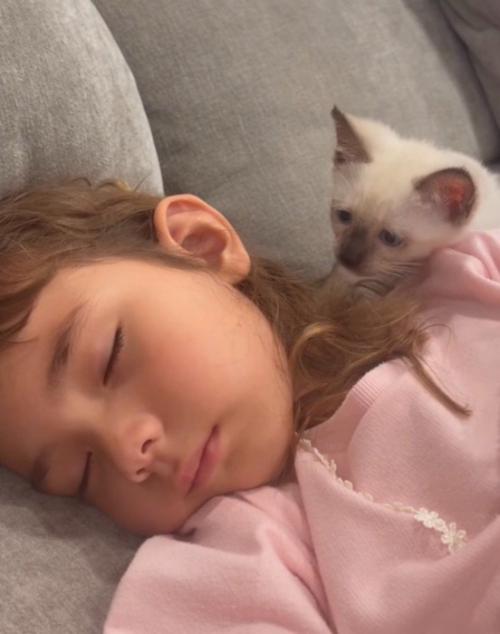 女の子の寝顔を見つめる子猫