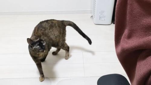 すぐもどってくるももちゃん