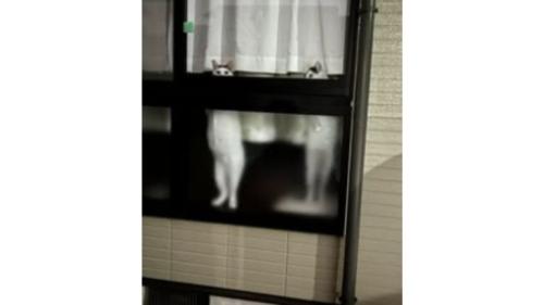 窓際にいる猫
